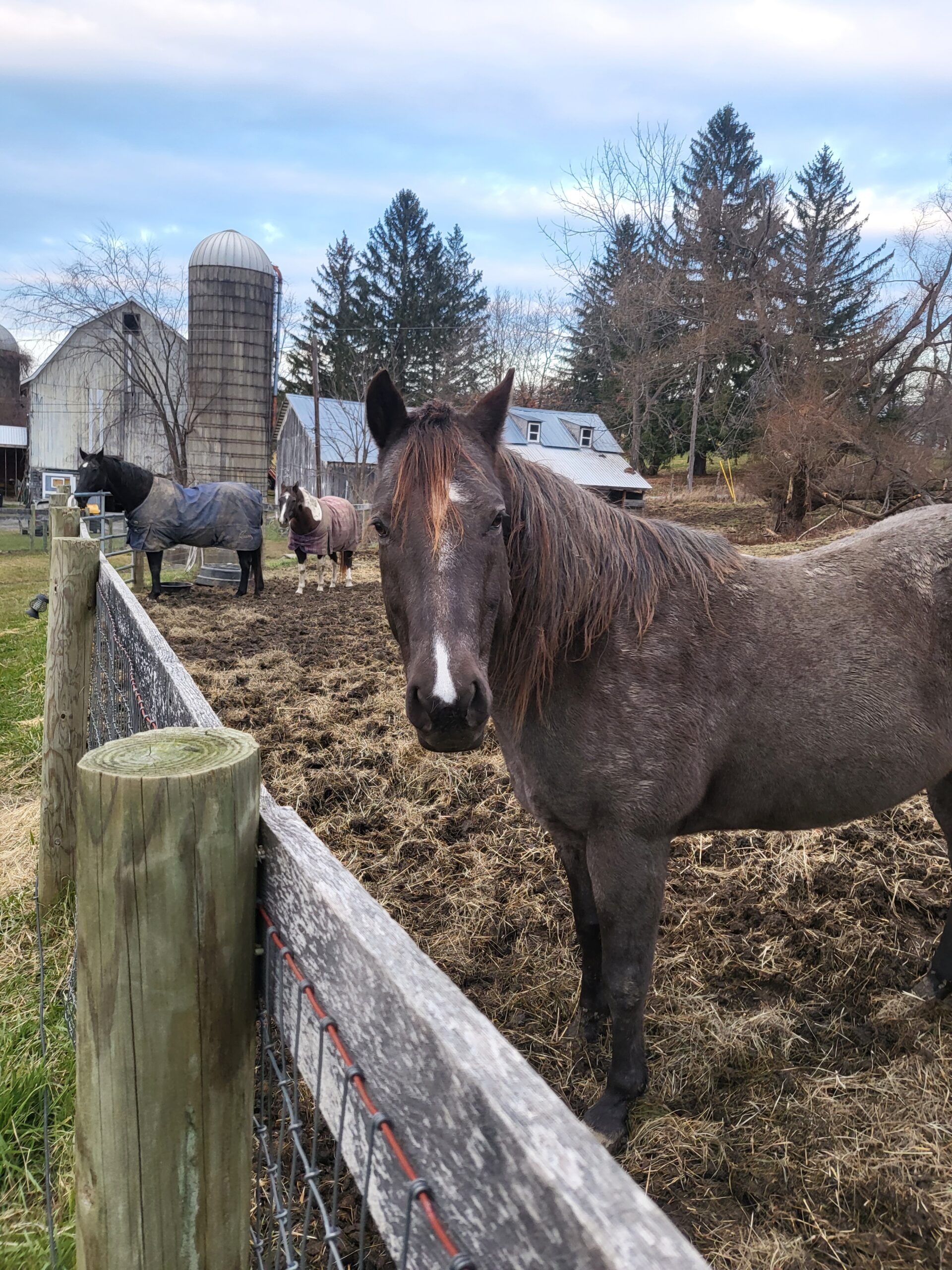 A-Horse-with-no-Name