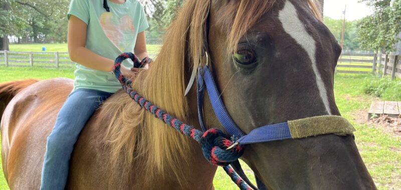 Arabian-Cross Mare, Total Sweetheart