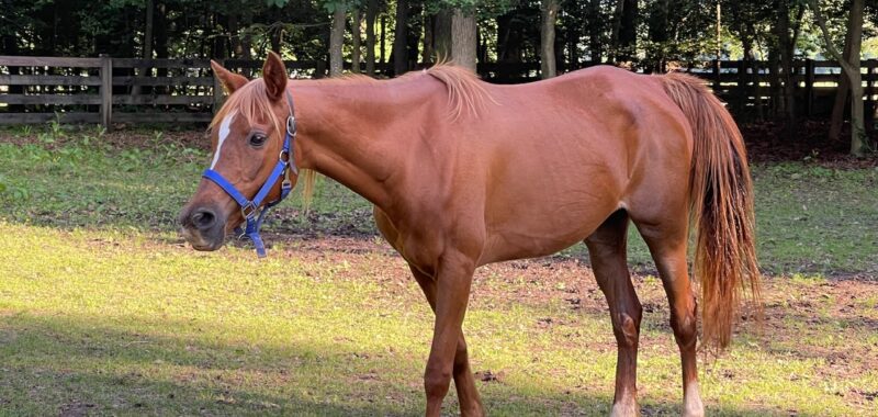 Arabian-Cross Mare, Total Sweetheart