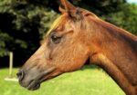 Arabian-Cross Mare, Total Sweetheart