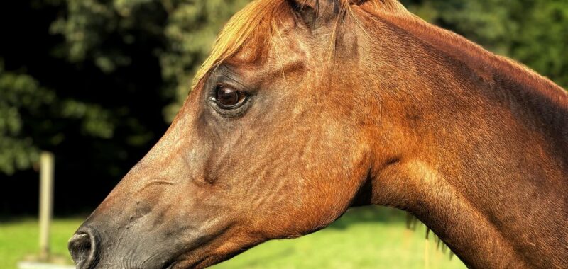 Arabian-Cross Mare, Total Sweetheart