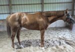 Unbridled’s Reign