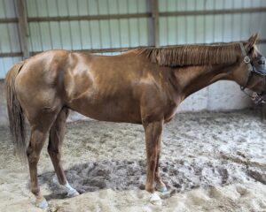 Unbridleds-Reign-1