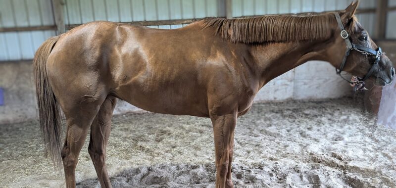 Unbridled’s Reign