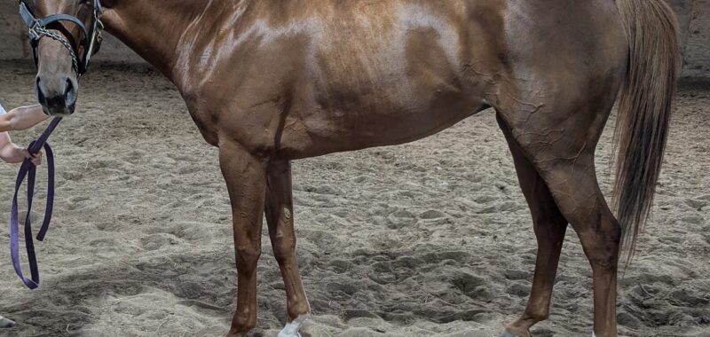 Unbridled’s Reign