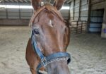 Unbridled’s Reign