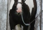 Awesome Gypsy Vanner cross filly