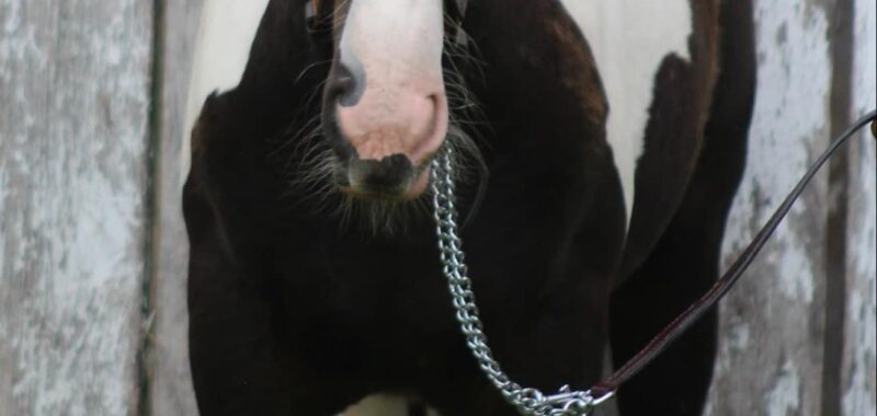 Awesome Gypsy Vanner cross filly