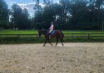 Well-mannered, forward-thinking TB looking for new home