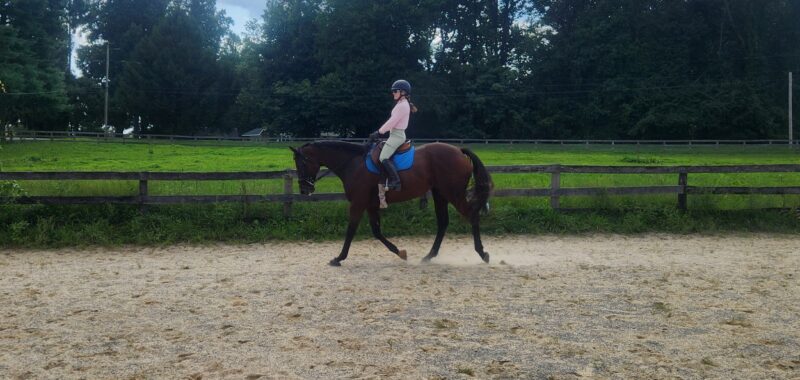 Well-mannered, forward-thinking TB looking for new home