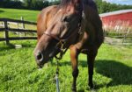Well-mannered, forward-thinking TB looking for new home