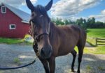 Well-mannered, forward-thinking TB looking for new home