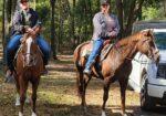 Quarter Horse Mare