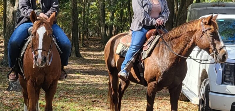 Quarter Horse Mare