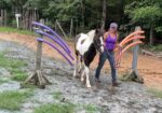 Awesome Gypsy Vanner cross filly