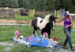 Awesome Gypsy Vanner cross filly