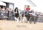 Awesome Gypsy Vanner cross filly