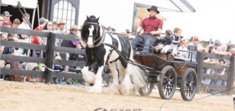 Awesome Gypsy Vanner cross filly