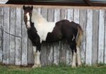 Awesome Gypsy Vanner cross filly