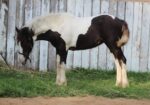 Awesome Gypsy Vanner cross filly