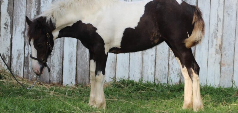 Awesome Gypsy Vanner cross filly