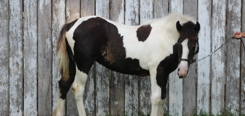Awesome Gypsy Vanner cross filly