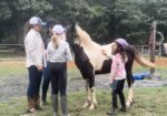 Awesome Gypsy Vanner cross filly