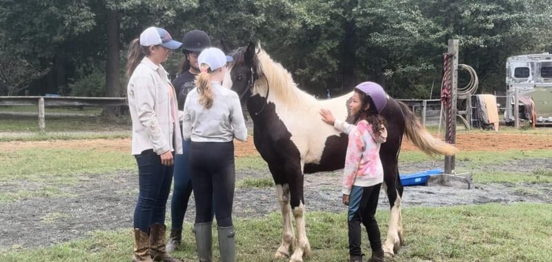 Awesome Gypsy Vanner cross filly