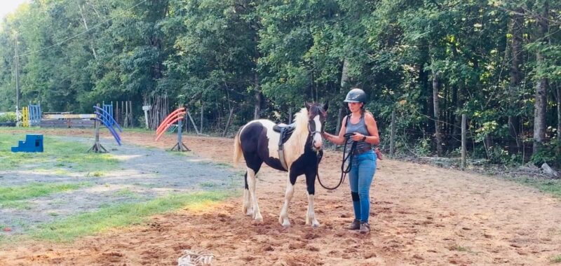 Awesome Gypsy Vanner cross filly