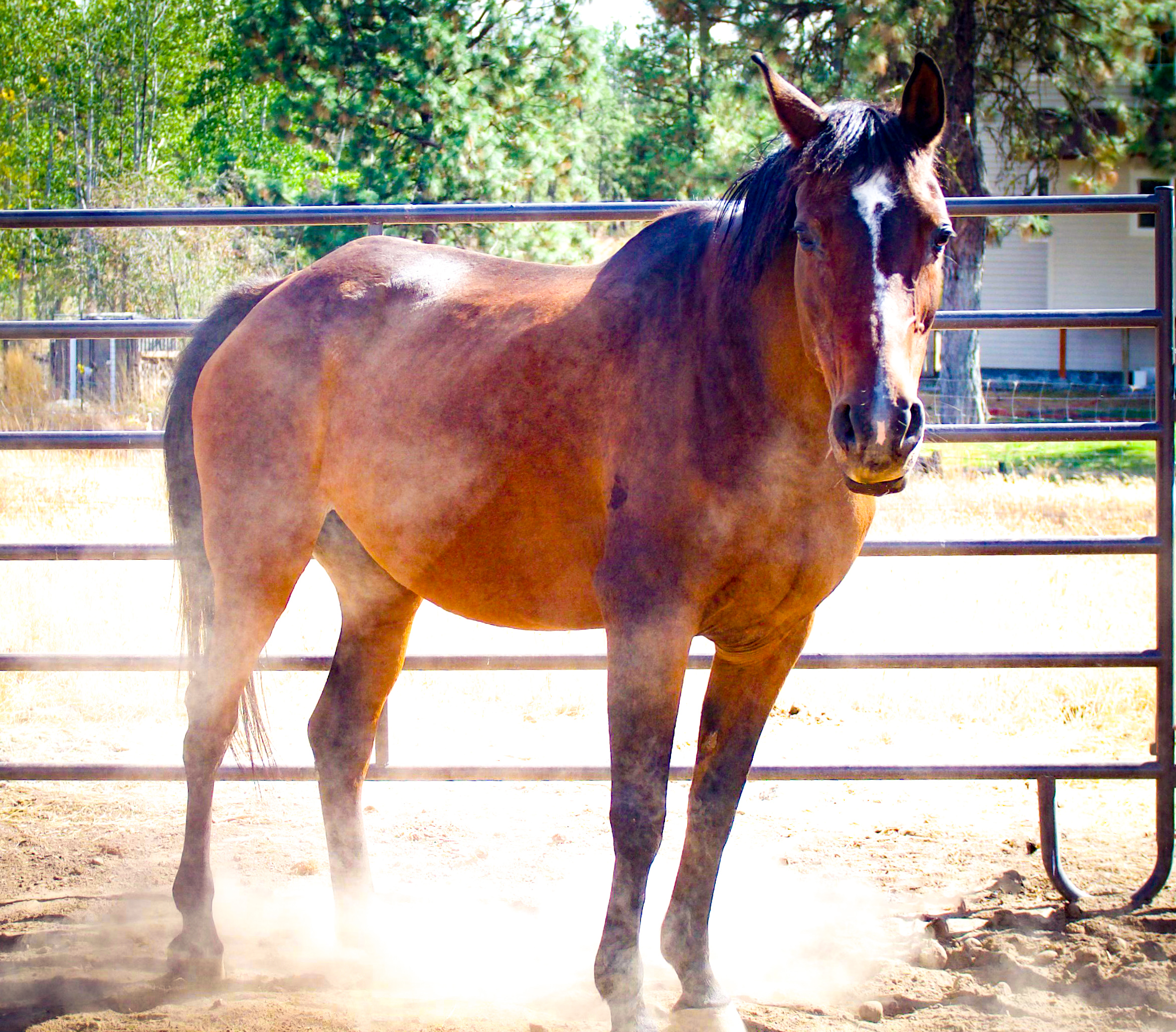 Noma-Right-and-Face-1