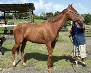 Tico-G