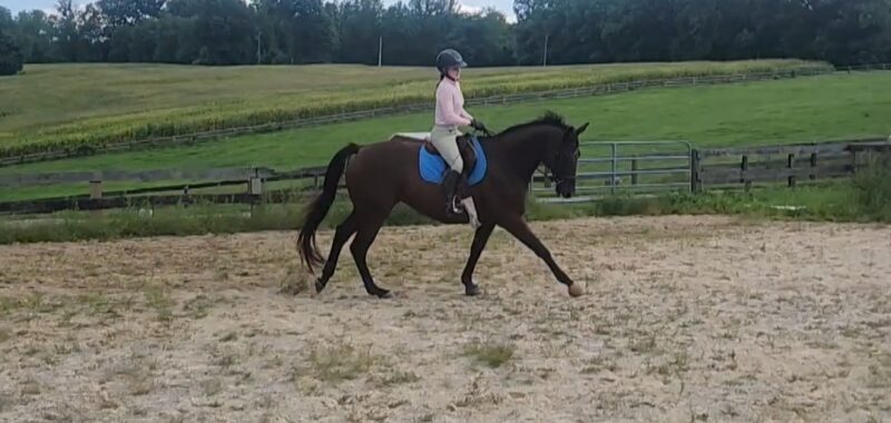 Well-mannered, forward-thinking TB looking for new home