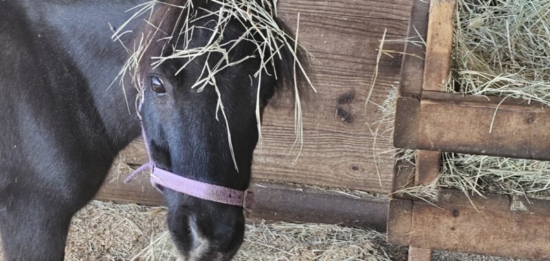 What an adorable little girl!