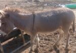 cute mini donkey