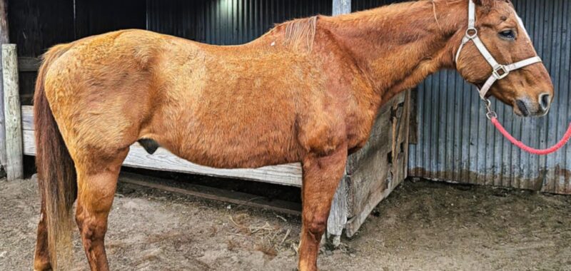 Sailor is a true gentleman in need of some TLC to make his retirement years golden. Wonderful manners with bad teeth and navicular.