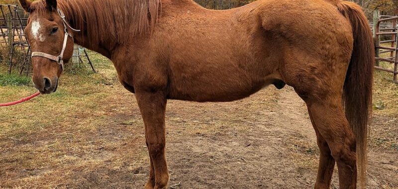 Sailor is a true gentleman in need of some TLC to make his retirement years golden. Wonderful manners with bad teeth and navicular.