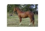 Santana has come a long ways from being feral to having great manners and enjoying groundwork and brushing. He does not like anything to do with riding.