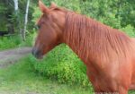 Santana has come a long ways from being feral to having great manners and enjoying groundwork and brushing. He does not like anything to do with riding.