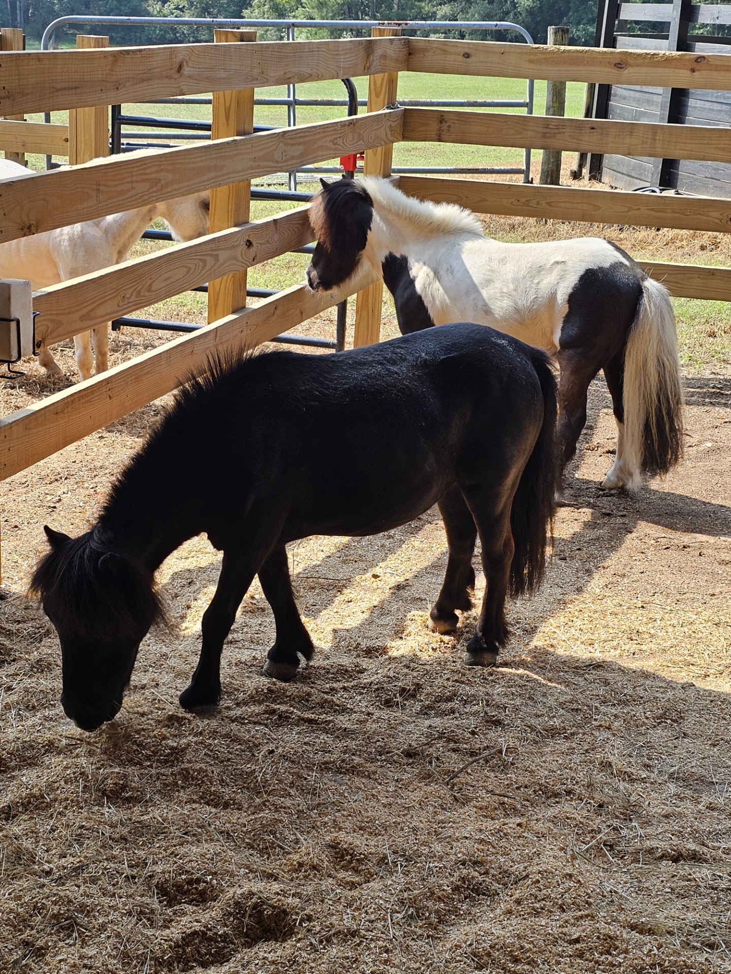 thumbnail_1000003032