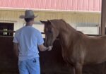 Elegant Pure Bred Arabian Horse – Tanqueray