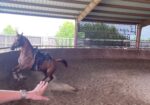 Elegant Pure Bred Arabian Horse – Tanqueray