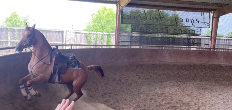 Elegant Pure Bred Arabian Horse – Tanqueray