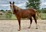 Gorgeous Draft Cross Prospect looking for his Forever home!