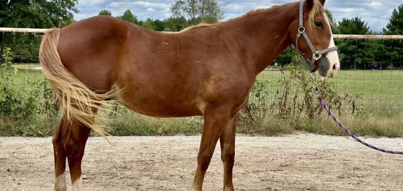 Gorgeous Draft Cross Prospect looking for his Forever home!