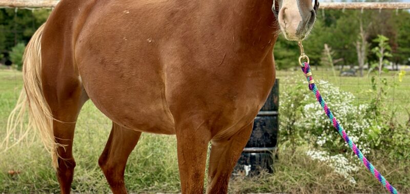 Gorgeous Draft Cross Prospect looking for his Forever home!