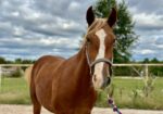Gorgeous Draft Cross Prospect looking for his Forever home!