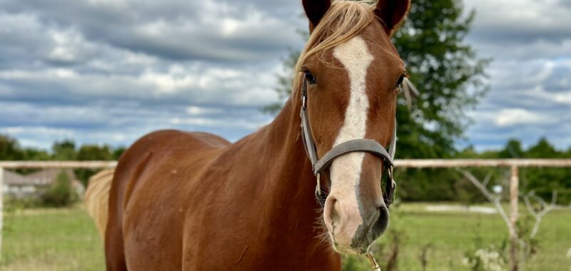 Gorgeous Draft Cross Prospect looking for his Forever home!