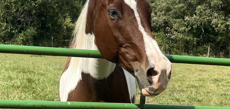 George Bailey “Bailey” 23 Year Old, 16H, Paint Gelding