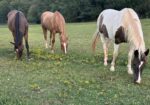 Beautiful Spotted Saddle Horse