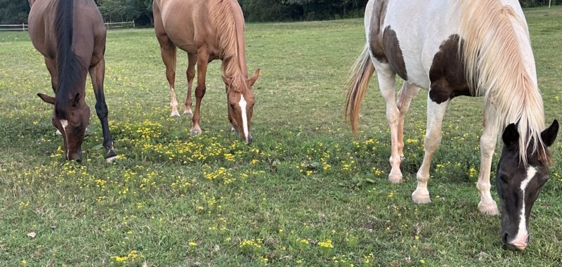 Beautiful Spotted Saddle Horse
